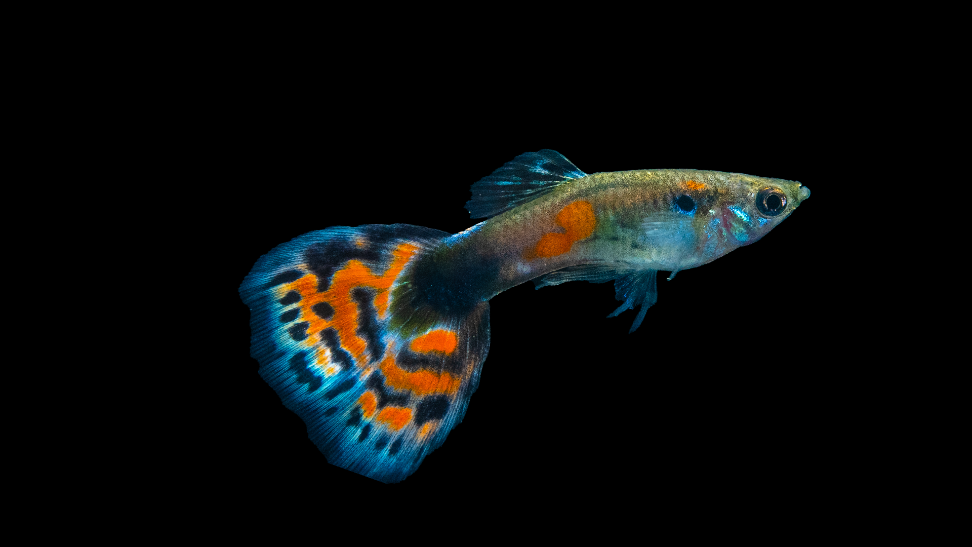 Guppy männchen tricolor  - Poecilia reticulata