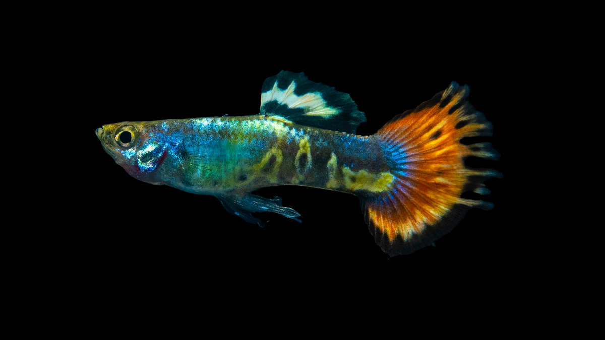 Tricolor Guppy Männchen – farbenfroher Schwarmfisch für Aquarien