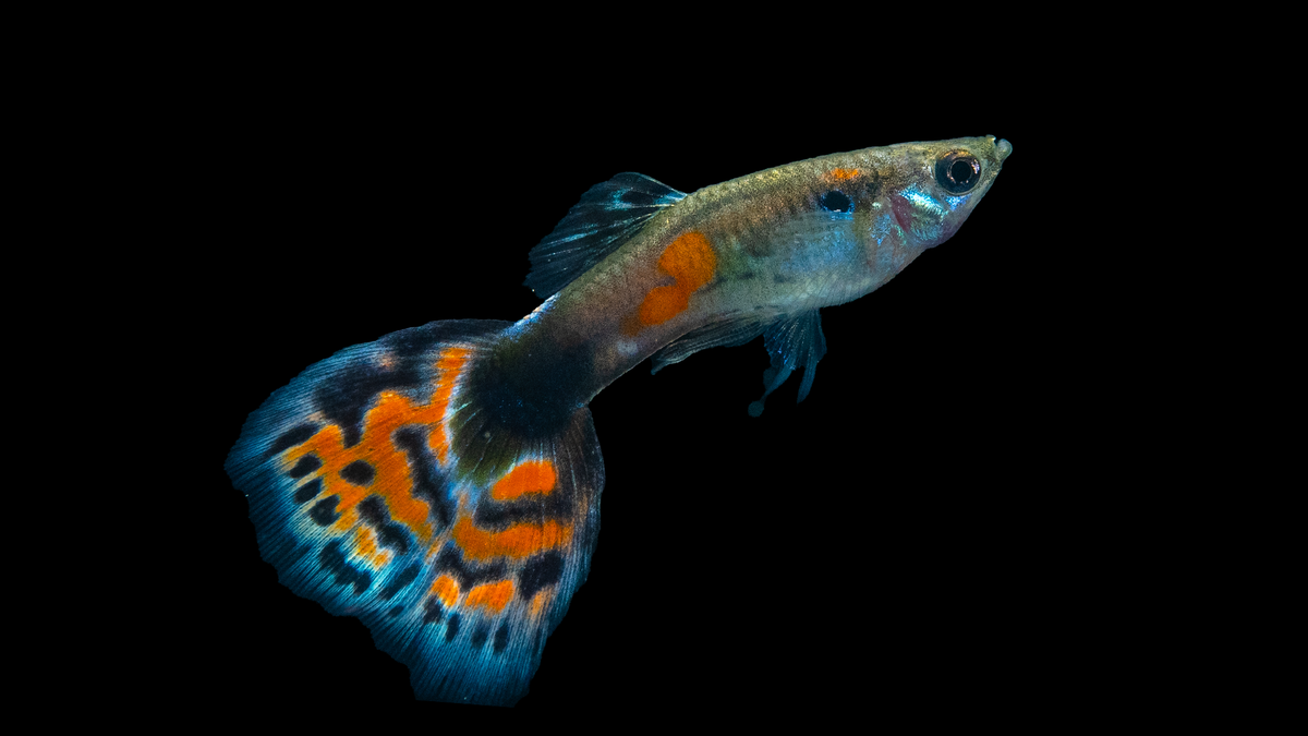 Guppy Männchen Tricolor – Haltung, Futter &amp; ideale Wasserwerte