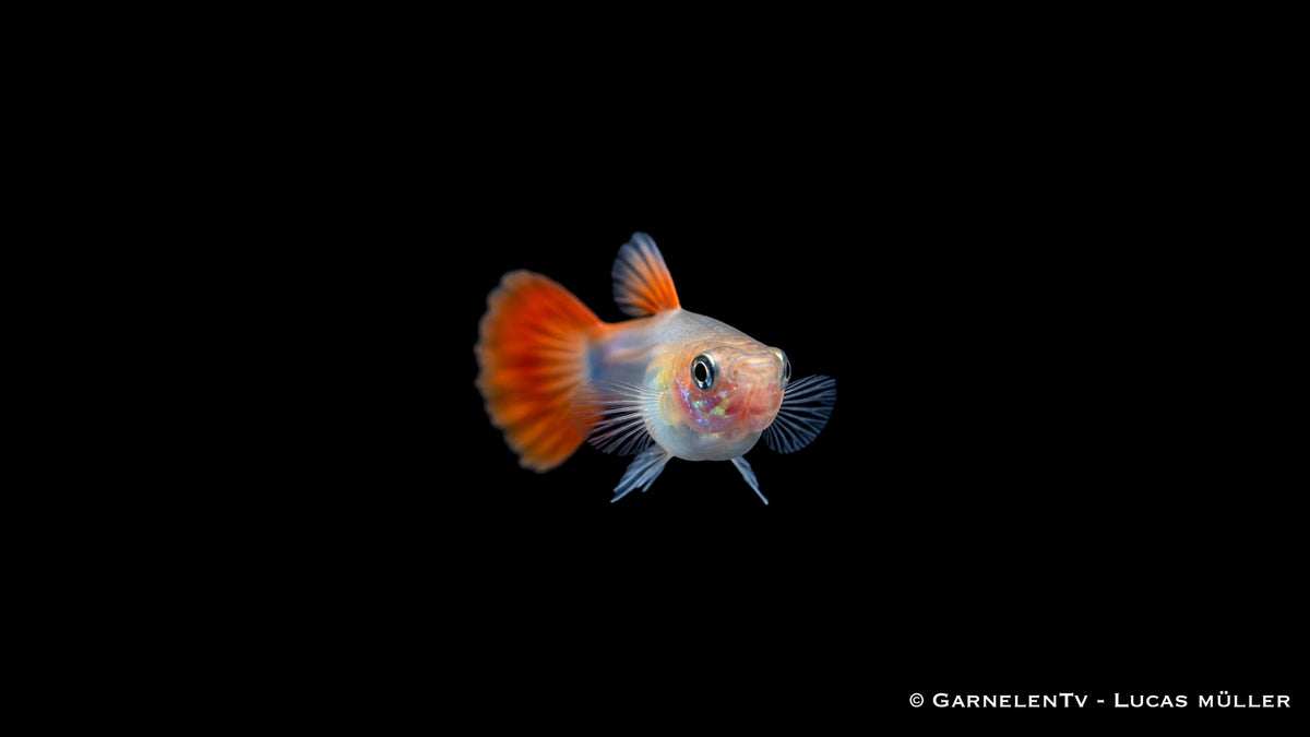 Guppy Weibchen Flame - Poecilia reticulata