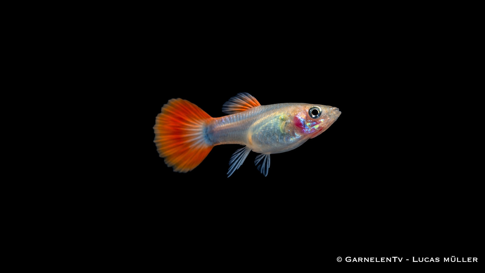 Guppy Weibchen Flame - Poecilia reticulata