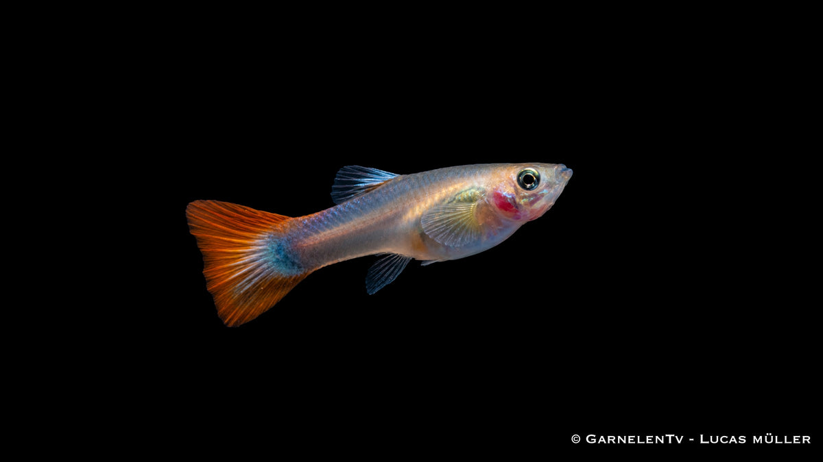 Guppy Weibchen Flame - Poecilia reticulata