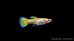 Guppy Weibchen Lemon – Poecilia reticulata