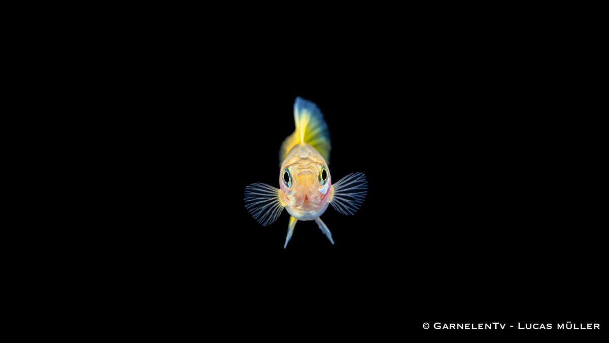 Guppy Weibchen Lemon – Poecilia reticulata