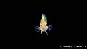 Guppy Weibchen Lemon – Poecilia reticulata