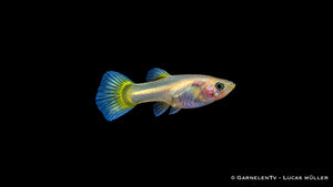 Guppy Weibchen Lemon – Poecilia reticulata