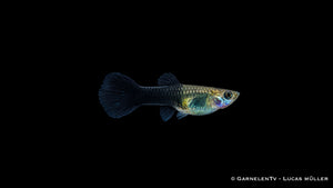Guppy Weibchen Schwarz Tuxedo - Poecilia reticulata