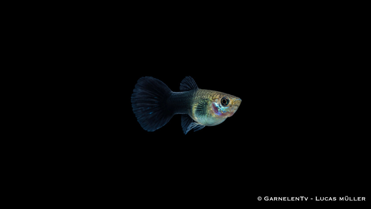 Guppy Weibchen Schwarz Tuxedo - Poecilia reticulata