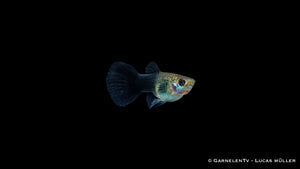 Guppy Weibchen Schwarz Tuxedo - Poecilia reticulata