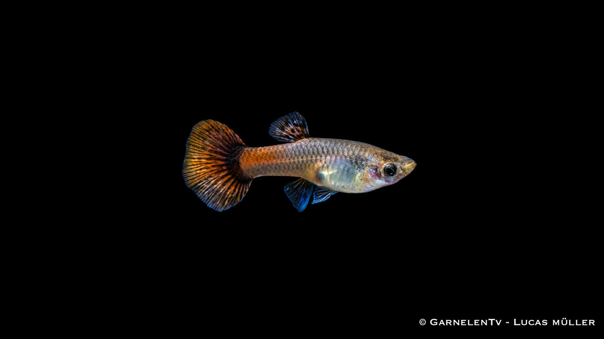 Guppy Weiblich "purple flame" - Poecilia reticulata