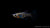 Guppy weiblich Black Metal Lace Nahaufnahme