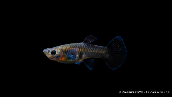 Guppy weiblich Black Metal Lace - Poecilia reticulata