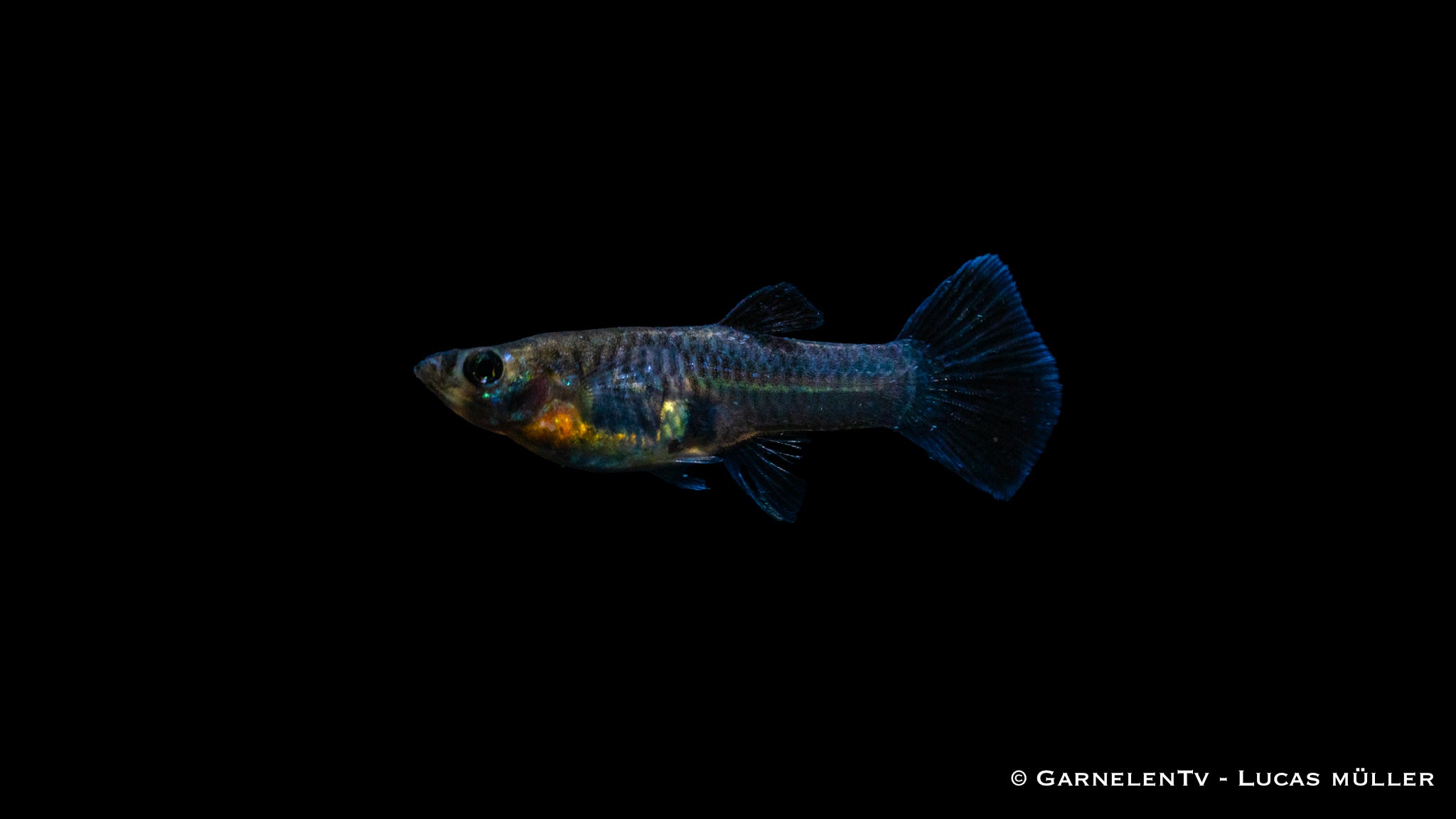 Guppy weiblich Black Metal Lace - Poecilia reticulata