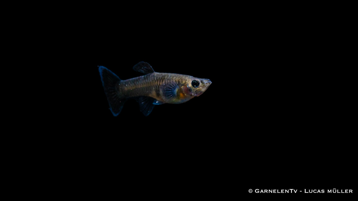 Weiblicher Black Metal Lace Guppy mit Pflanzen
