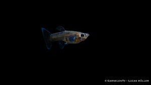 Weiblicher Black Metal Lace Guppy mit Pflanzen