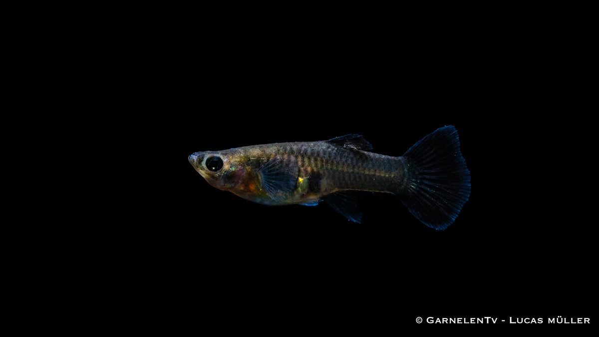 Guppy Black Metal Lace – Seitenansicht