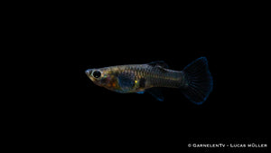 Guppy Black Metal Lace – Seitenansicht