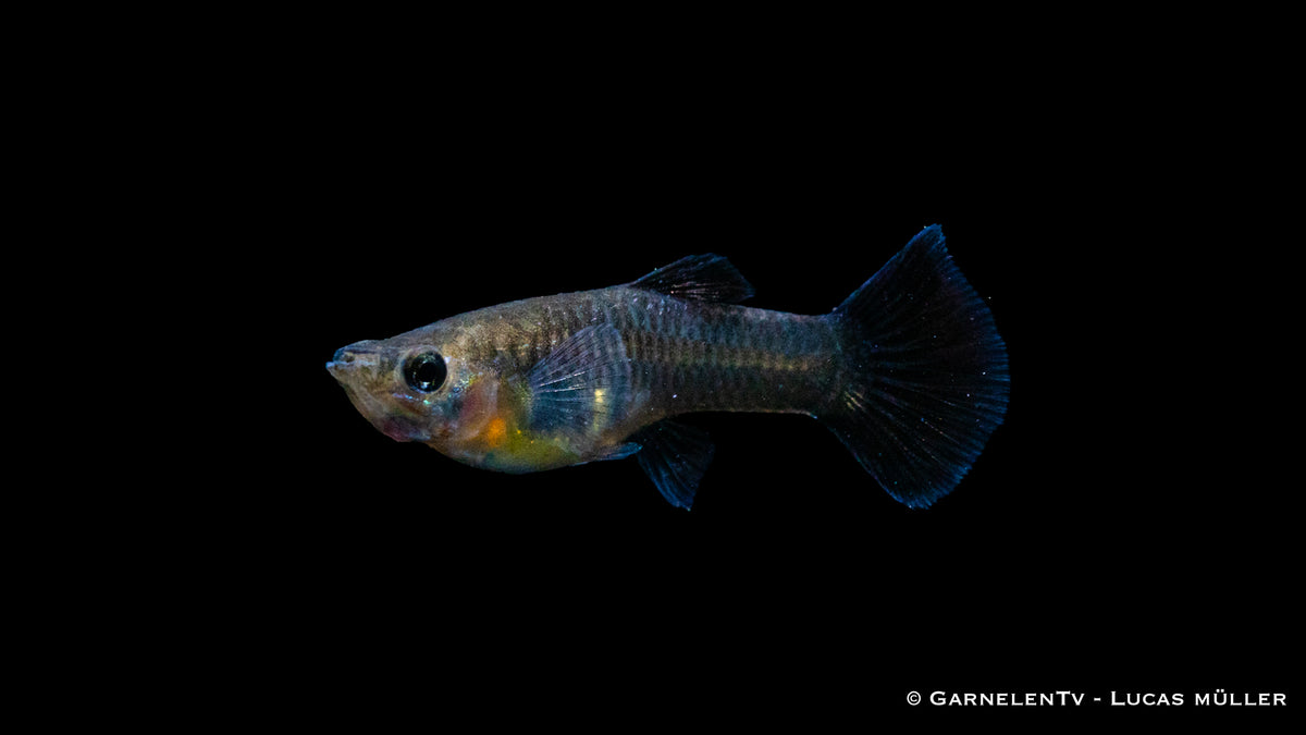 Guppy weiblich Black Metal Lace in Gemeinschaftsbecke