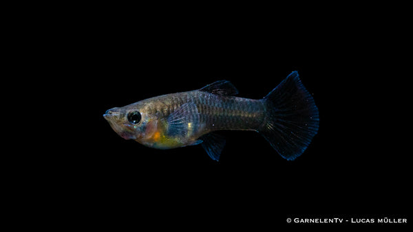 Guppy weiblich Black Metal Lace - Poecilia reticulata