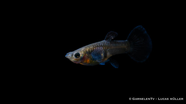 Guppy weiblich Black Metal Lace - Poecilia reticulata