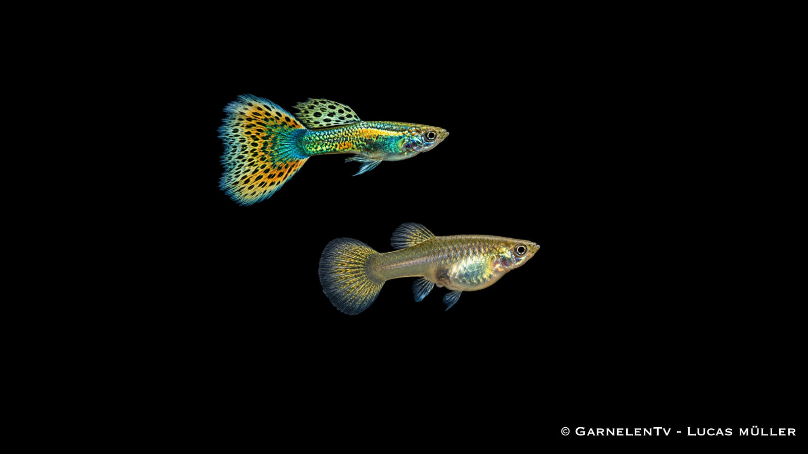 Guppy Wiener Smaragd Gold Paar - Poecilia reticulata