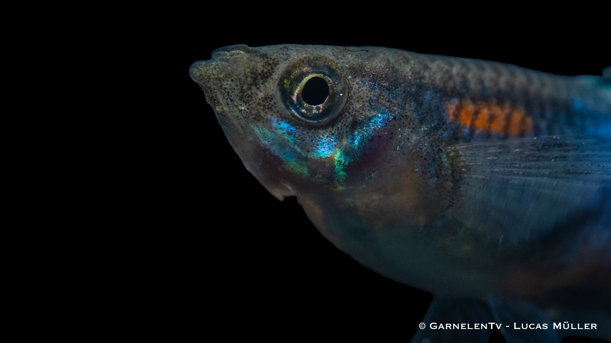 Guppy männlich blue glass - Poecilia reticulata