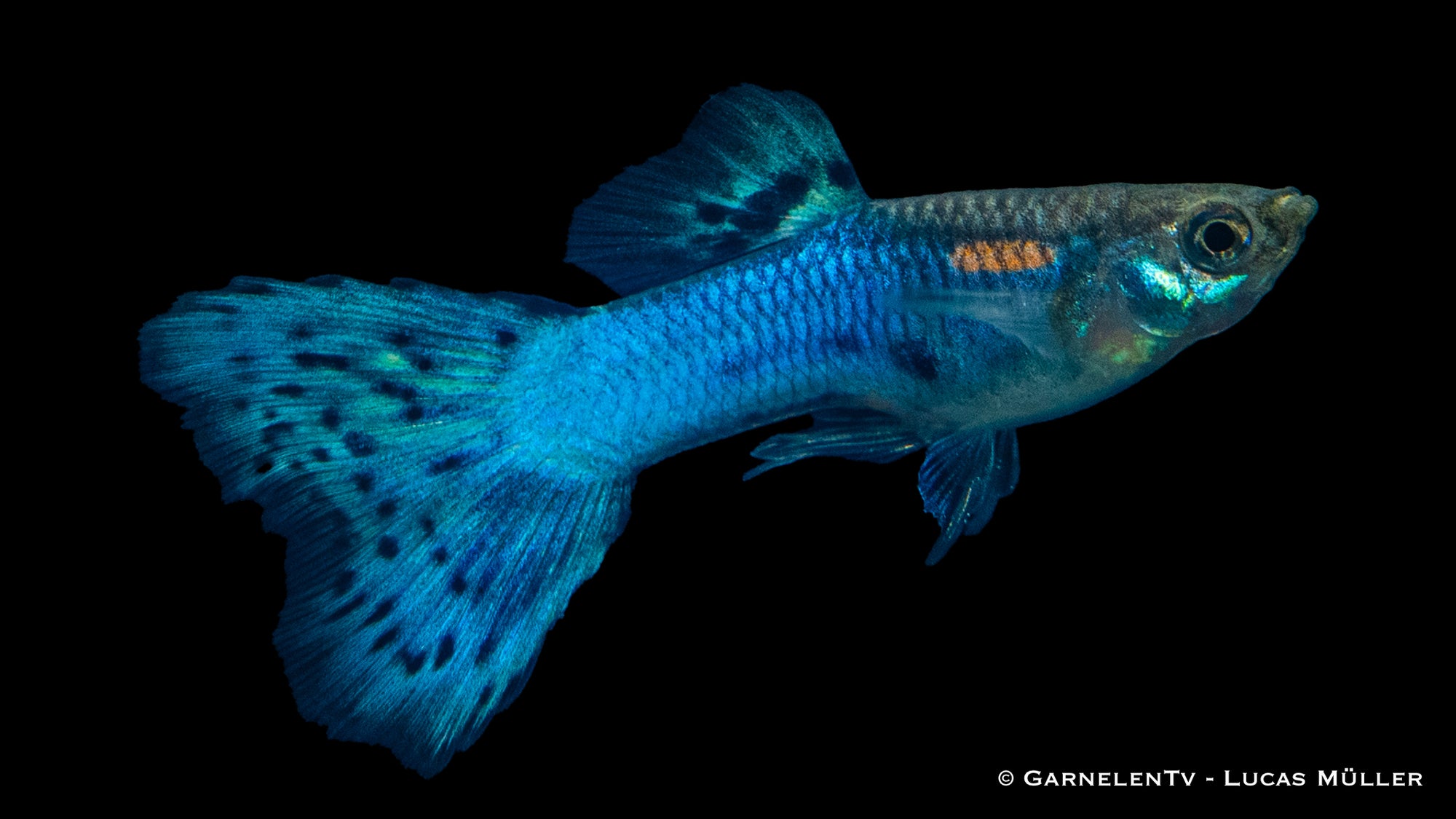 Guppy Männlich Blue Glass – Poecilia reticulata im Aquarium