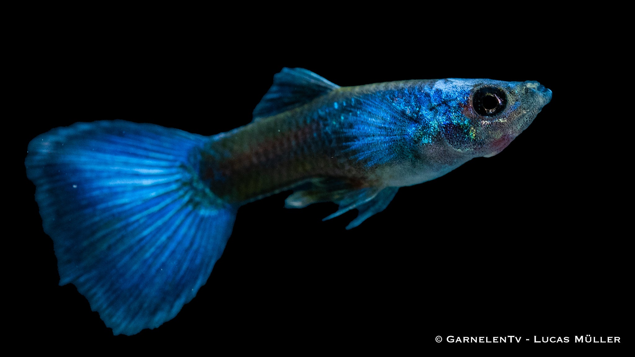 Guppy männlich blue moskau - Poecilia reticulata