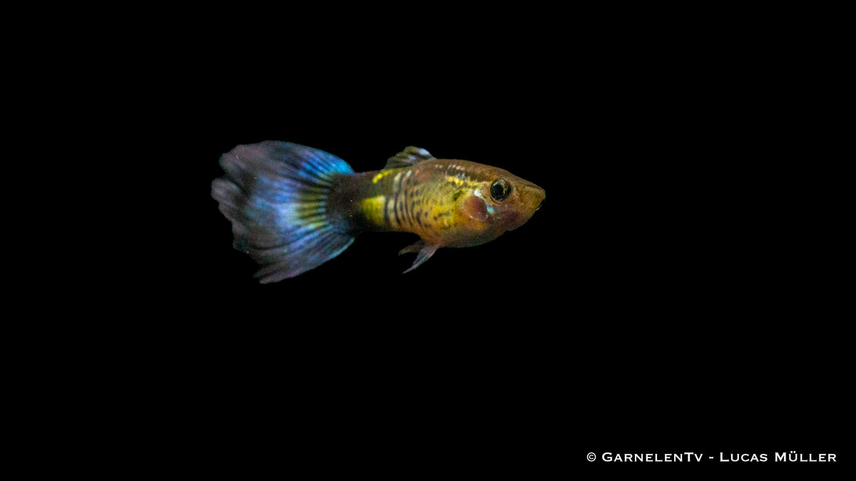 Guppy &quot;Cobra Blue&quot; mit leuchtend blauen Farben
