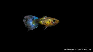 Guppy "Cobra Blue" mit leuchtend blauen Farben
