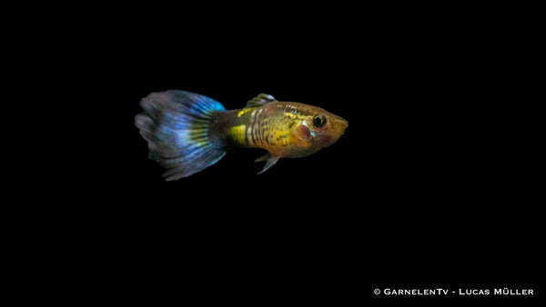 Guppy "Cobra Blue" mit leuchtend blauen Farben

