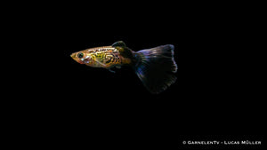 Guppy "Cobra Blue" schwimmt im 50L Aquarium