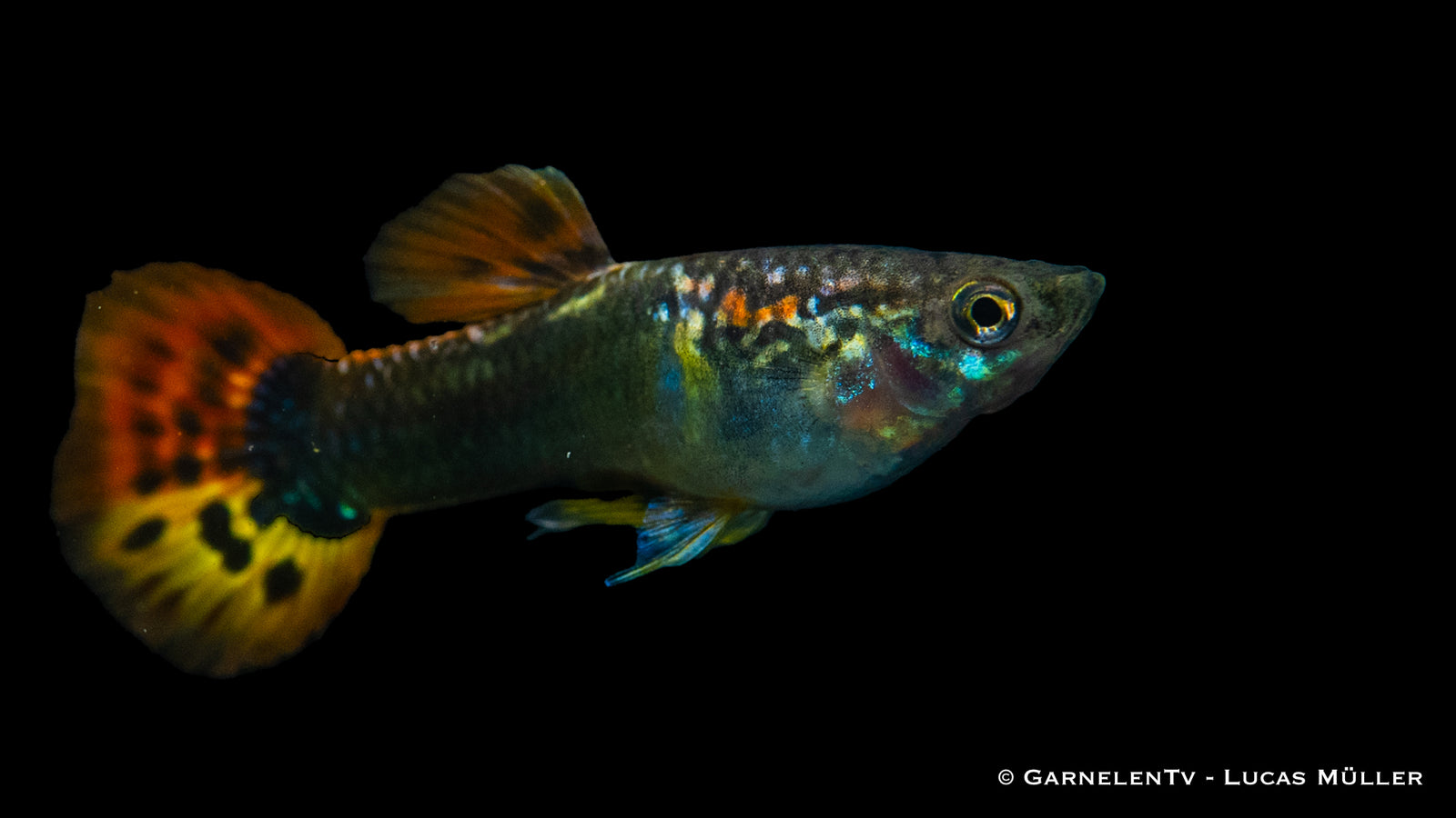 Guppy Männlich Dragon Tuxedo