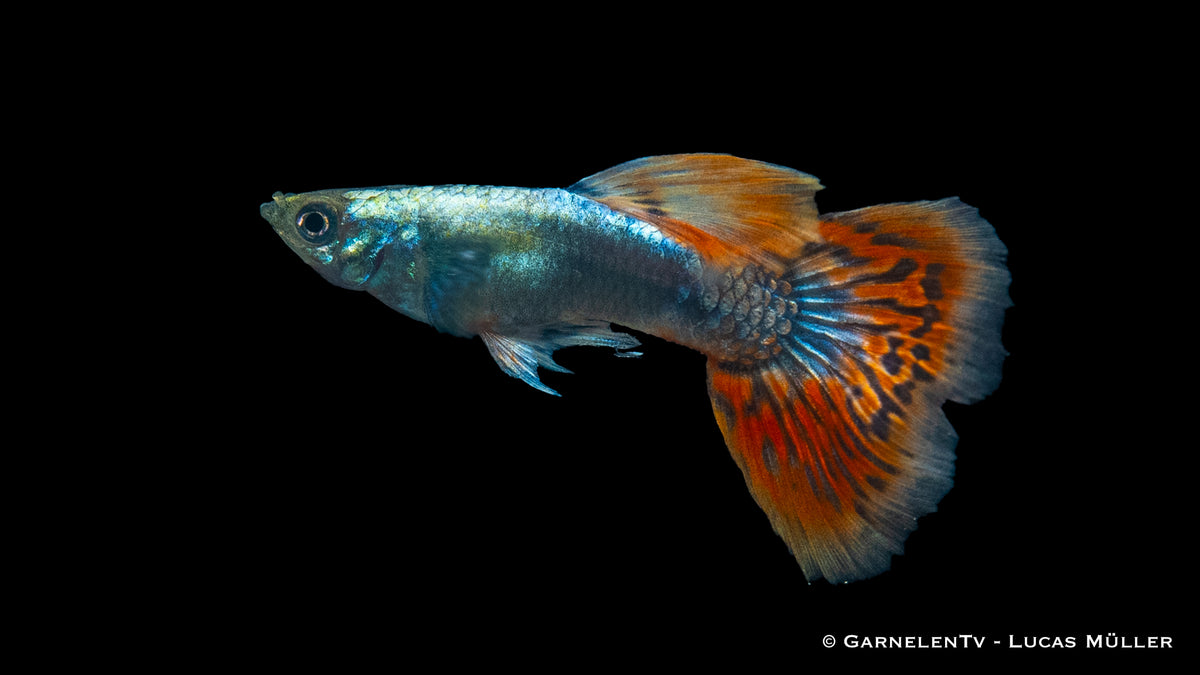 Poecilia reticulata Dumbo Ear Red Dragon Guppy