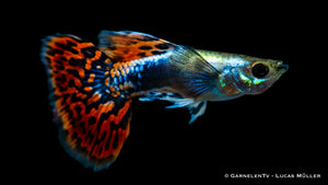 Guppy Dumbo Ear Red Dragon Zierfisch