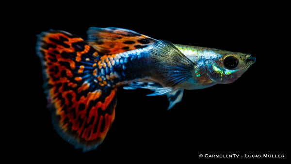 Guppy männlich dumbo ear red dragon - Poecilia reticulata