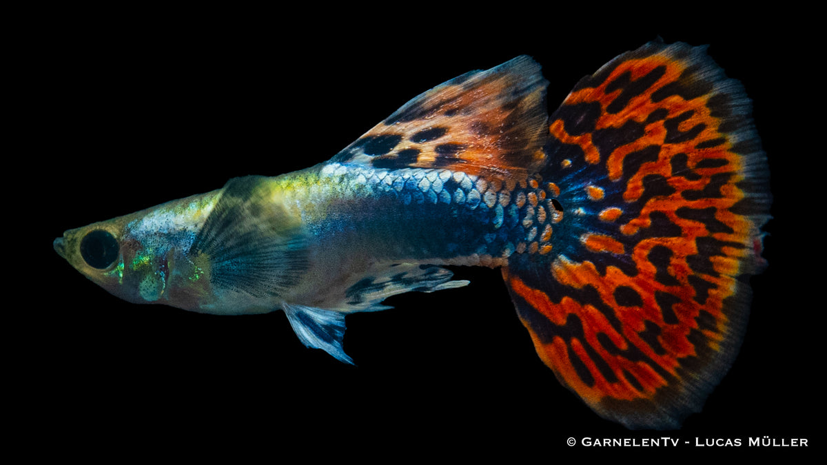 Männlicher Dumbo Ear Red Dragon Guppy im Aquarium