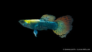Group of Dumbo Ear Guppies in a freshwater tank