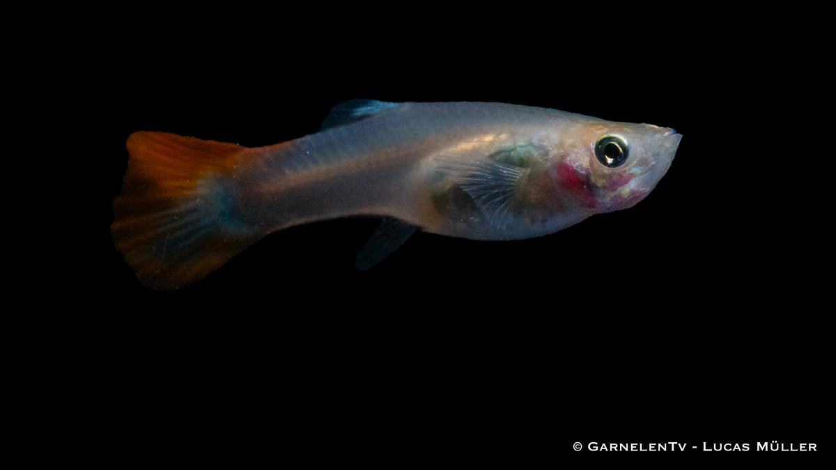 Guppy Flame Weibchen schwimmt im Aquarium