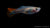 Guppy Weibchen Flame mit leuchtend roter Färbung