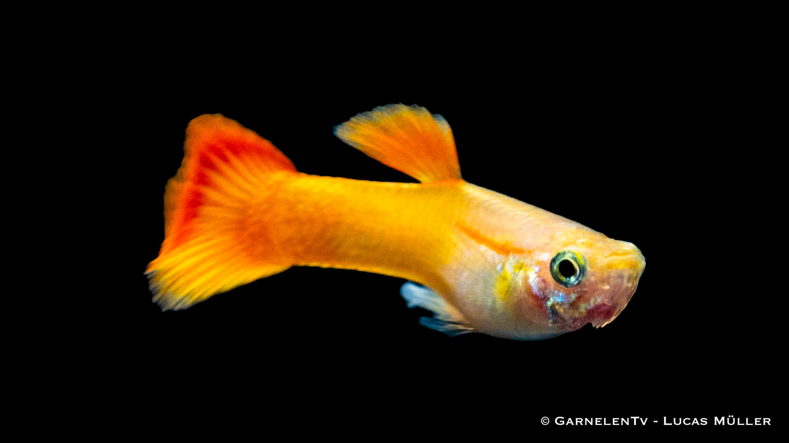 Guppy Männchen Flame swimming in a freshwater tank
