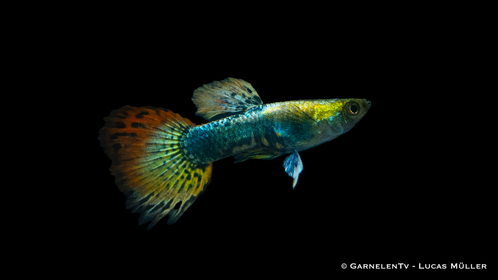 Guppy Männlich Dumbo Ear Multicolor in an aquarium
