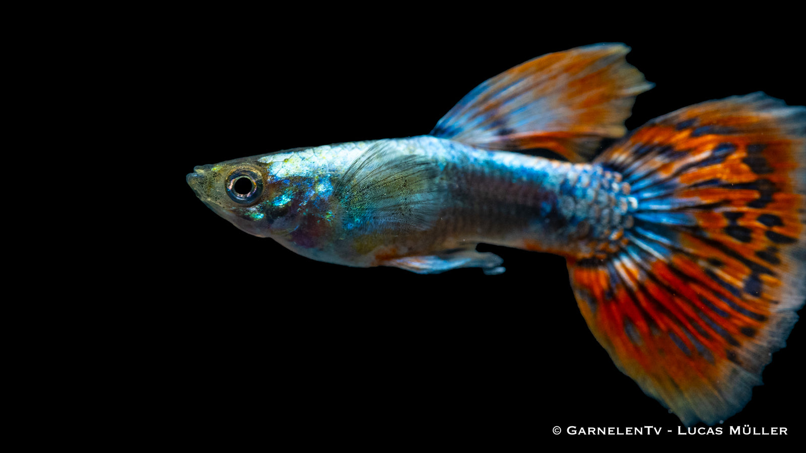 Guppy Männlich Dumbo Ear Red Dragon