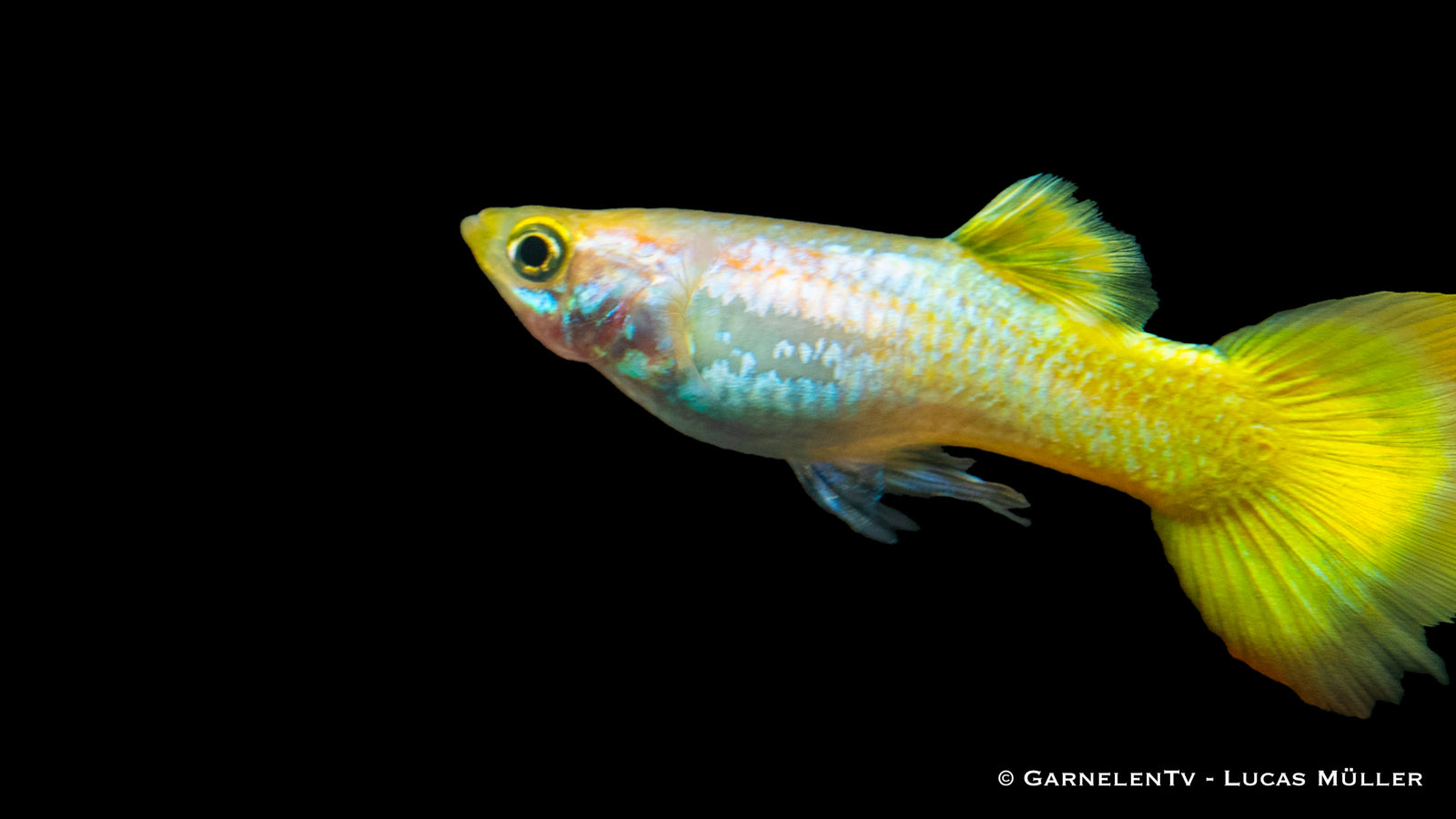 Guppy Männlich German Yellow swimming in a freshwater tank
