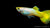 Guppy Männlich German Yellow swimming in a freshwater tank
