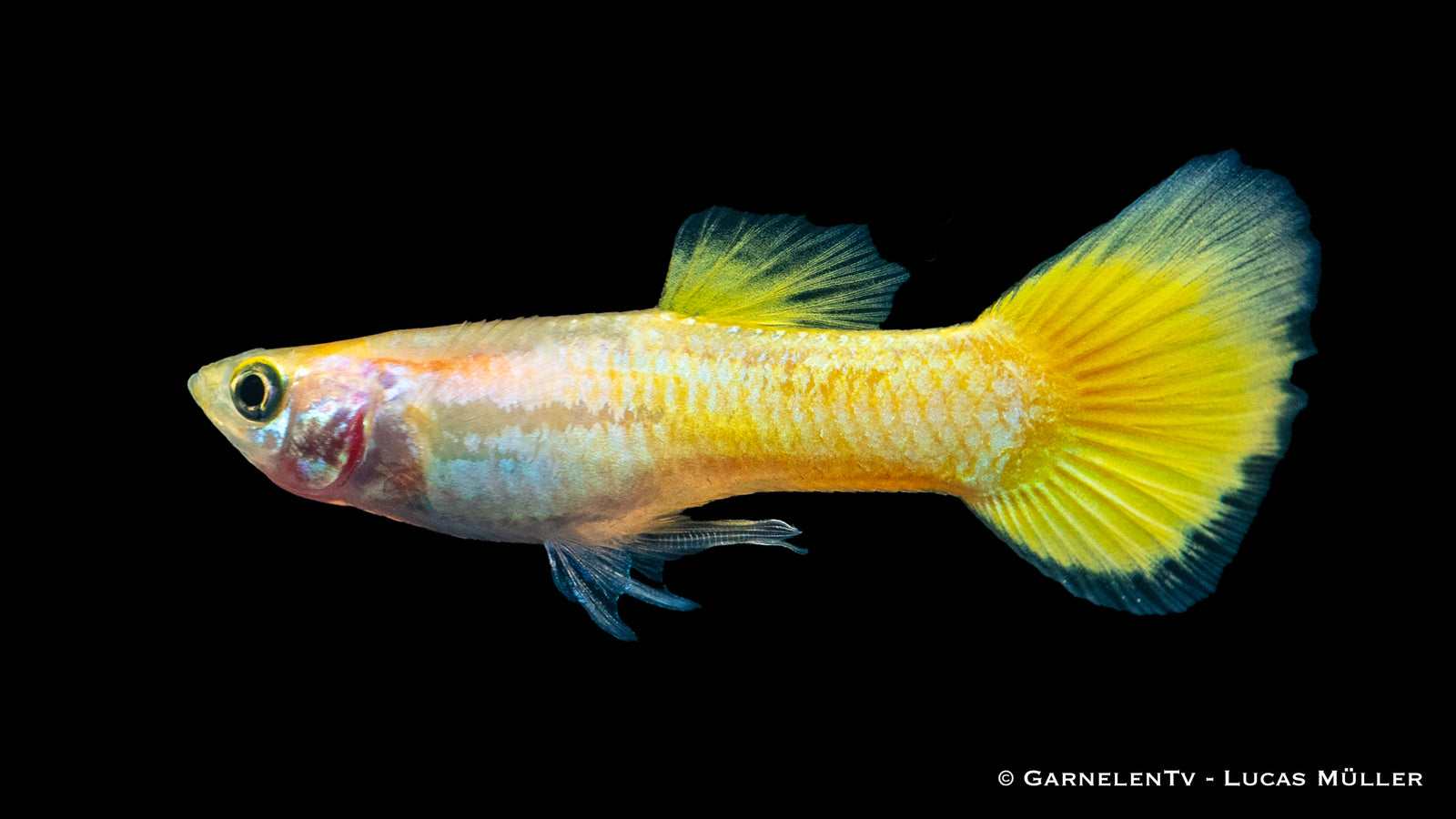 Guppy Männlich Lemon swimming in a freshwater aquarium