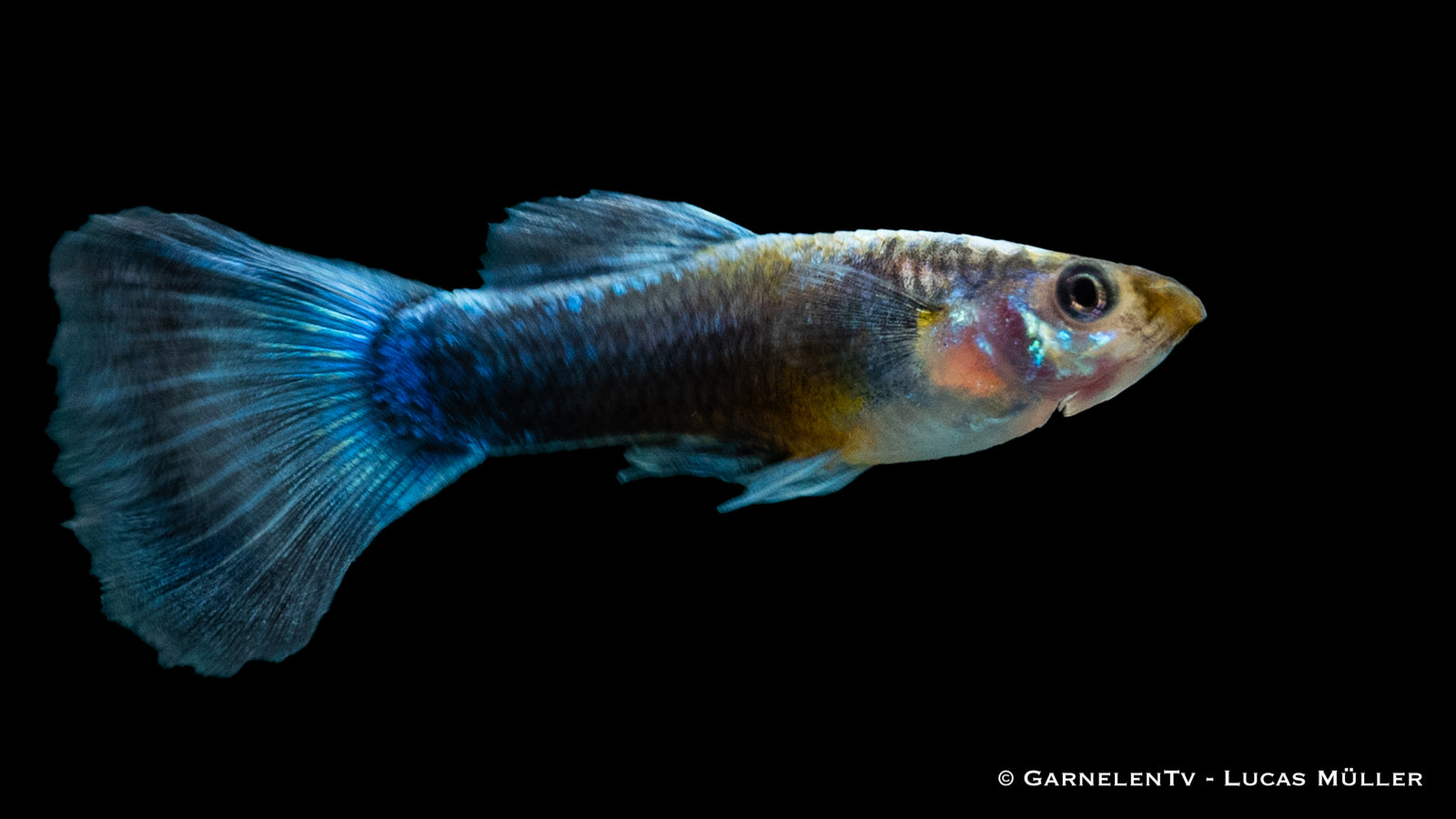 Guppy Männlich Neon Blau swimming in an aquarium
