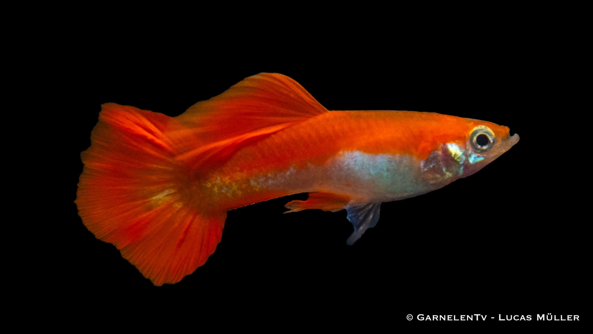 Guppy Männlich Red Blond swimming in a freshwater aquarium