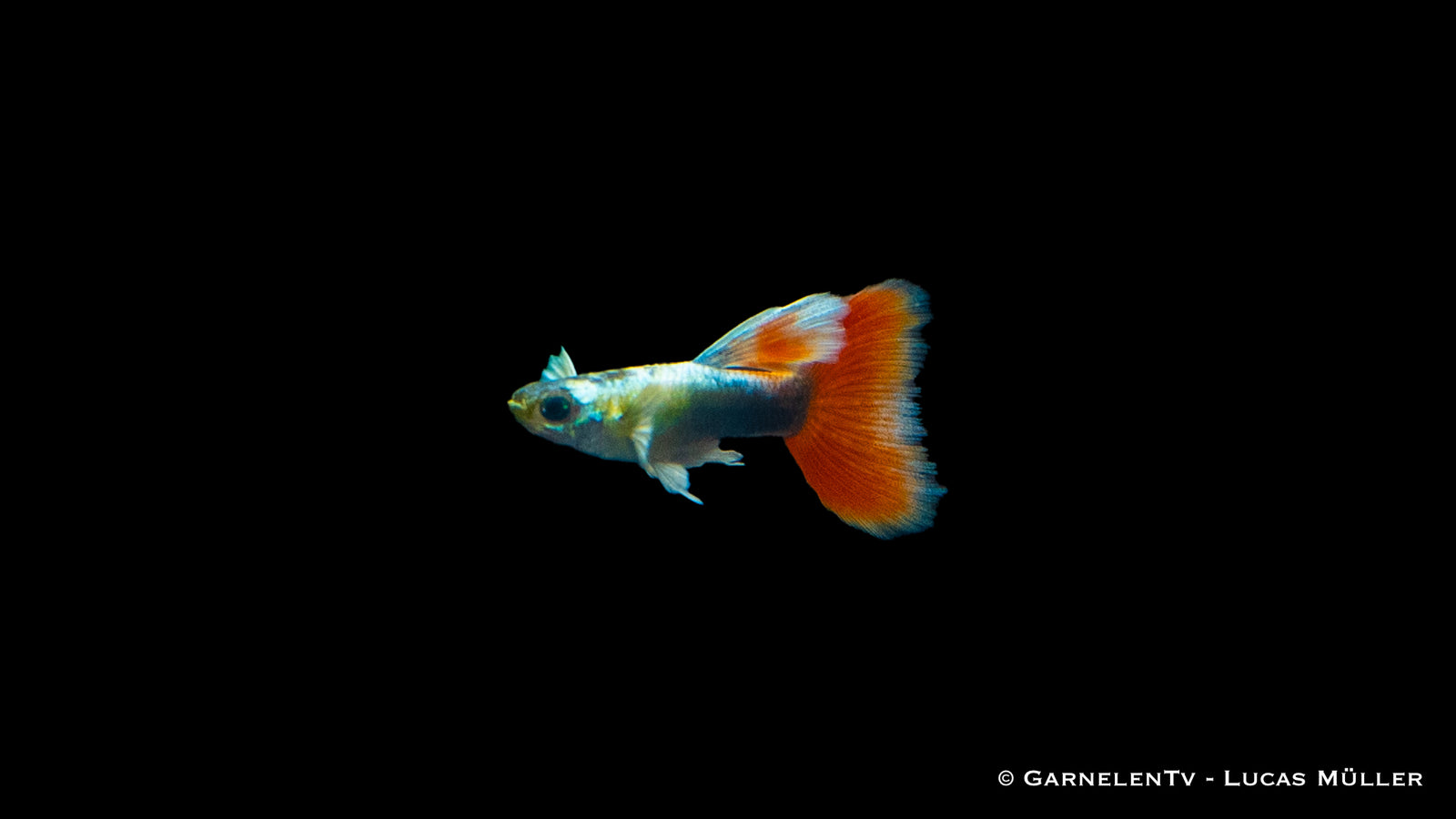 Guppy Männlich Santa Claus with red and white fins in an aquarium