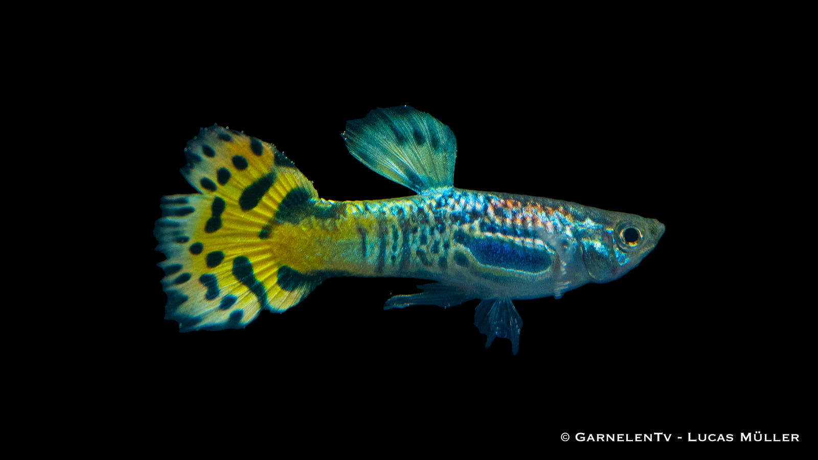 Guppy Männlich Snakeskin Grün swimming in an aquarium
